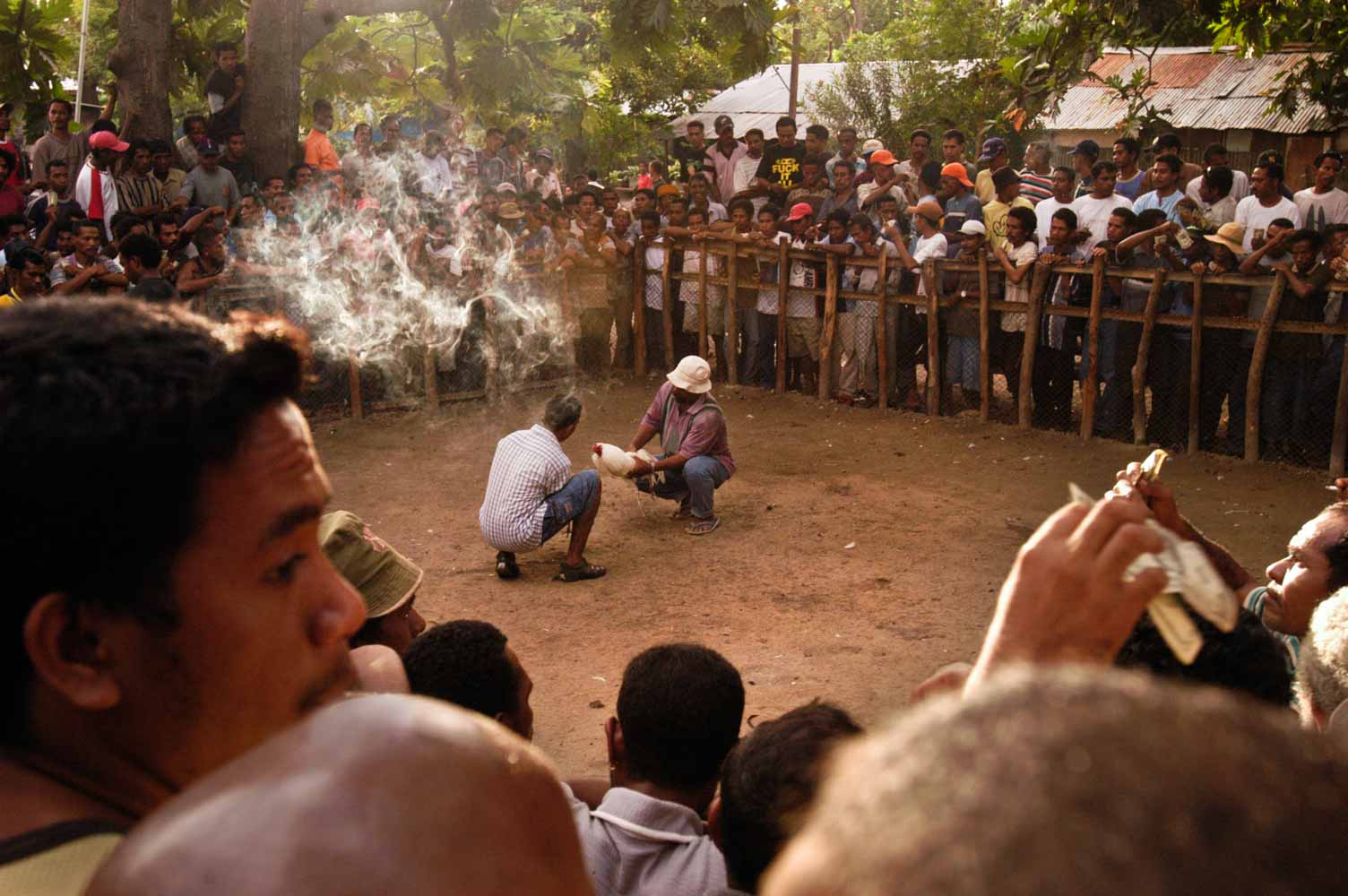 cockfighting photo series