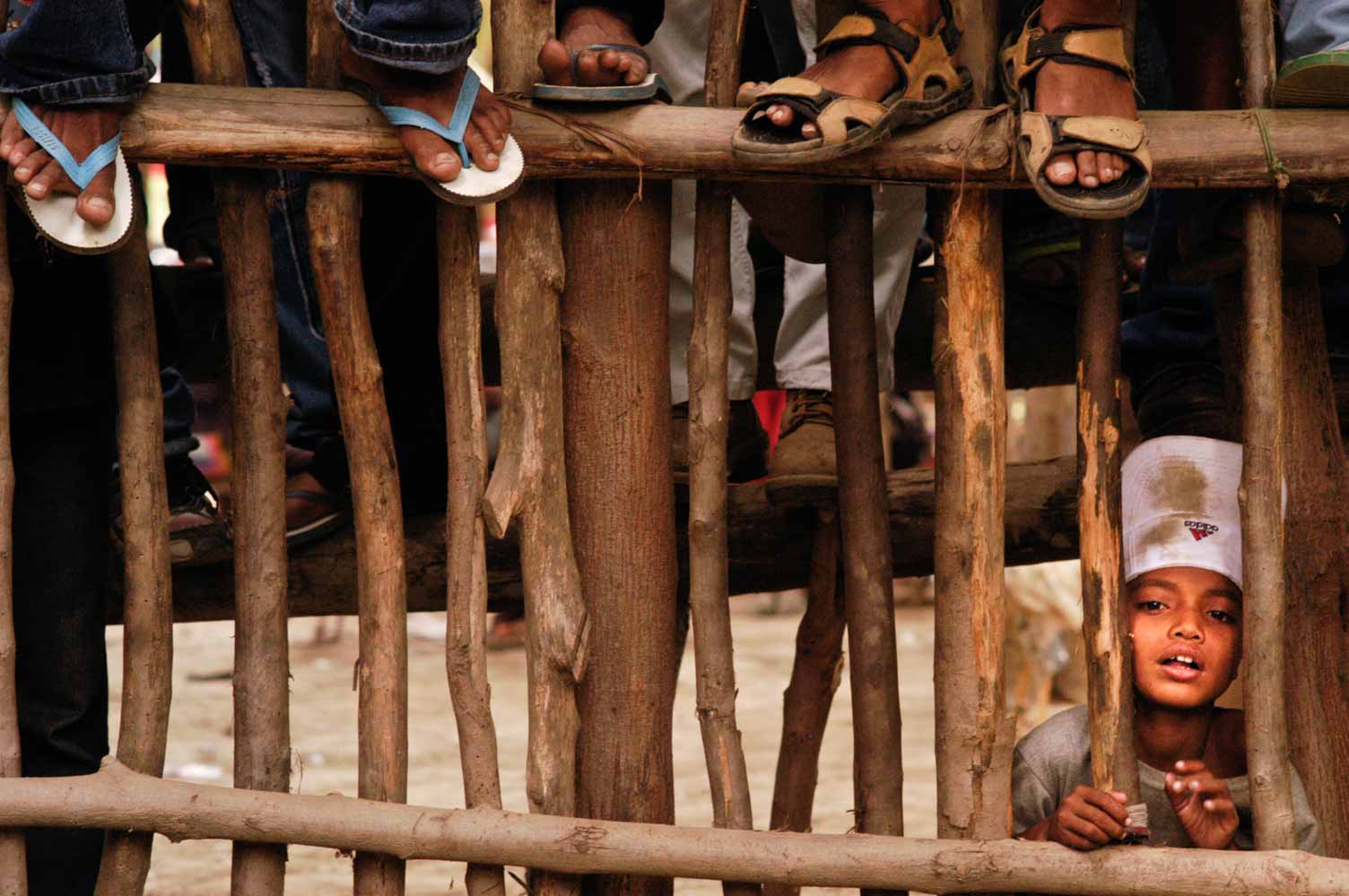 cockfighting photo series