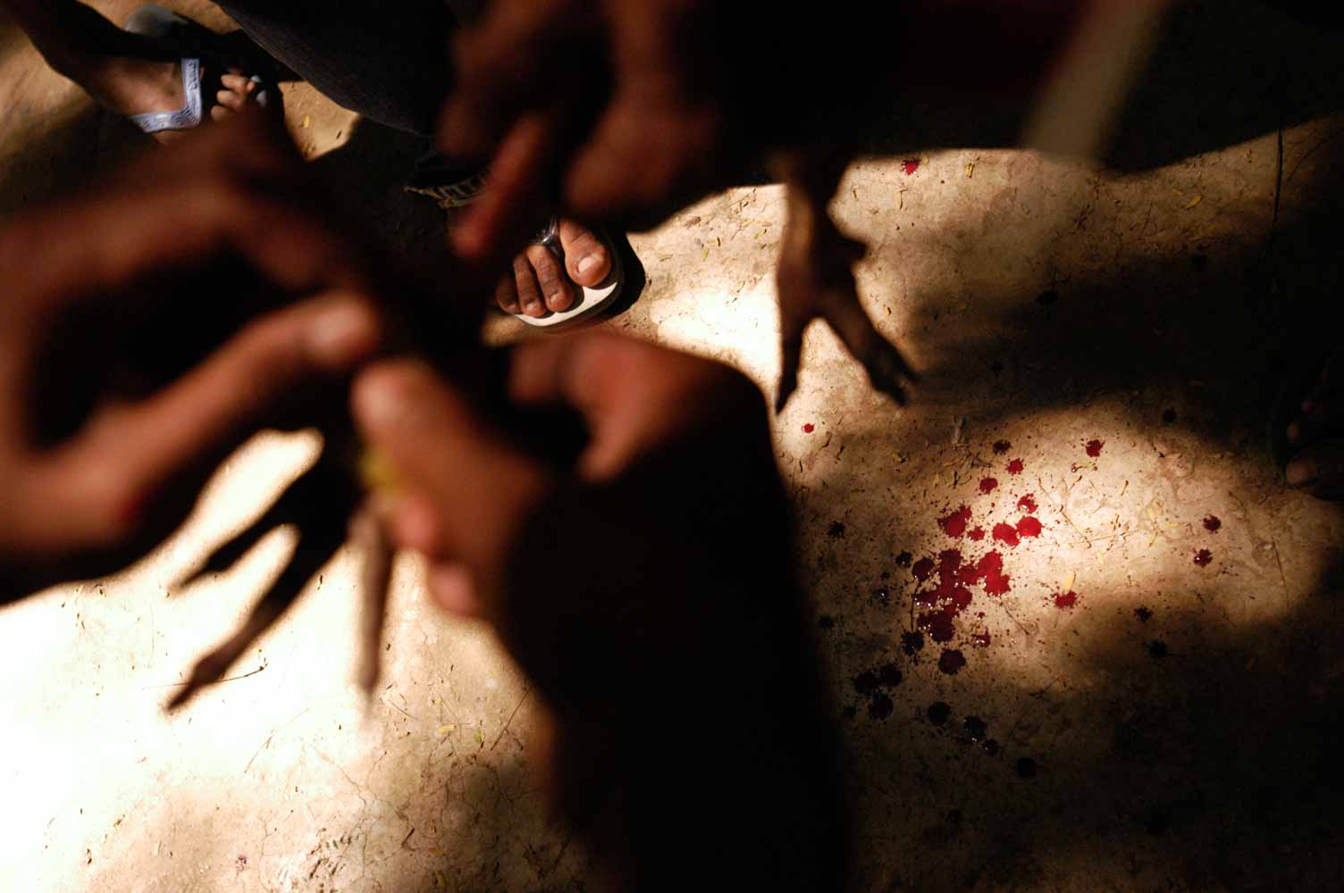 cockfighting photo series