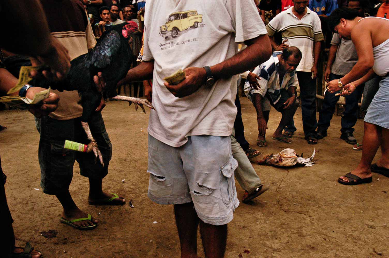 cockfighting photo series